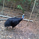 Southern Cassowary