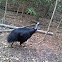 Southern Cassowary