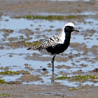 Black-bellied Plover
