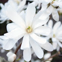 Star magnolia