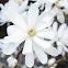 Star magnolia