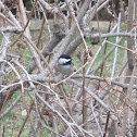 Black-capped chickadee
