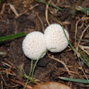 Common Puffball