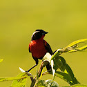 White browed blackbird