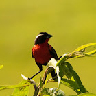 White browed blackbird