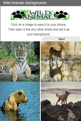 Wild Animals Backgrounds