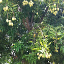 Mango tree
