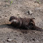 European otter