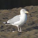 Herring Gull (nonbreeding)