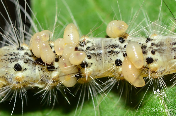 Fall Webworm Moth Caterpillar with Parasitic Wasp Larvae | Project Noah