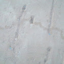 bullsnake track