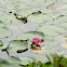 Water lily