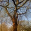 American Elm