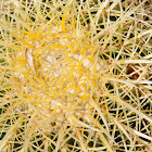 cactus and fly