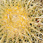 cactus and fly