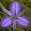 Twining Fringe-lily  