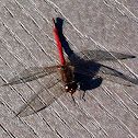 Autumn Meadowhawk dragonfly (male)