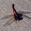 Autumn Meadowhawk dragonfly (male)