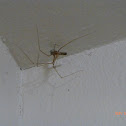 Daddy Long Legs
