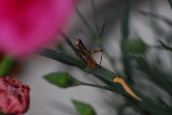Spotting Image 1