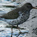 Spotted sandpiper