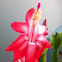 Christmas cactus