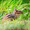 Eastern Chipmunk