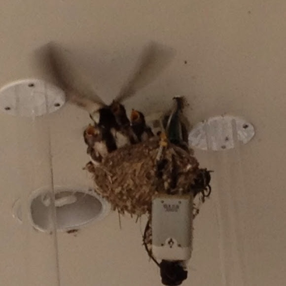 Spotting Image 1