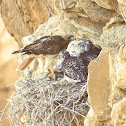 Red-tailed Hawk