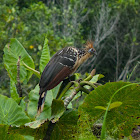 Hoatzin
