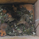 Hazel dormouse