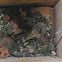 Hazel dormouse
