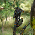 Plague Soldier Beetle