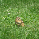 Eastern chipmunk