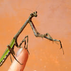 Mantis