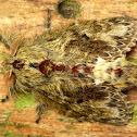 Flannel Moth