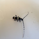 Banded Alder Borer