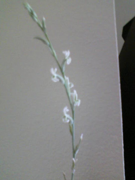 Spotting Image 1