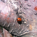 Ladybug