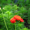 Scarlet Kleinia, Coral Senecio