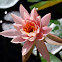 Water Lily - Lotus