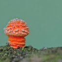 Fungi