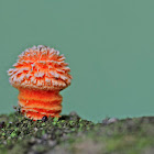 Fungi