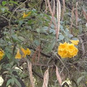 Ipê de Jardim