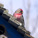 Common Redpoll
