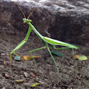 Mantis