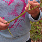 Rough green snake