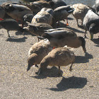 population of different ducks