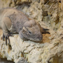 IGUANA