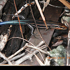 Southeastern five-lined skink